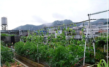 聽說了嗎，多米居然開始搞副業(yè)了？