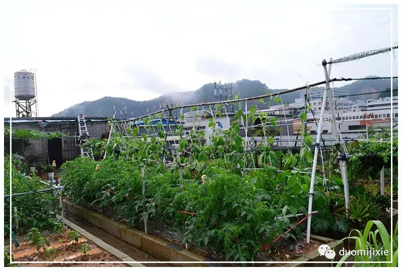 聽說了嗎，多米居然開始搞副業(yè)了？