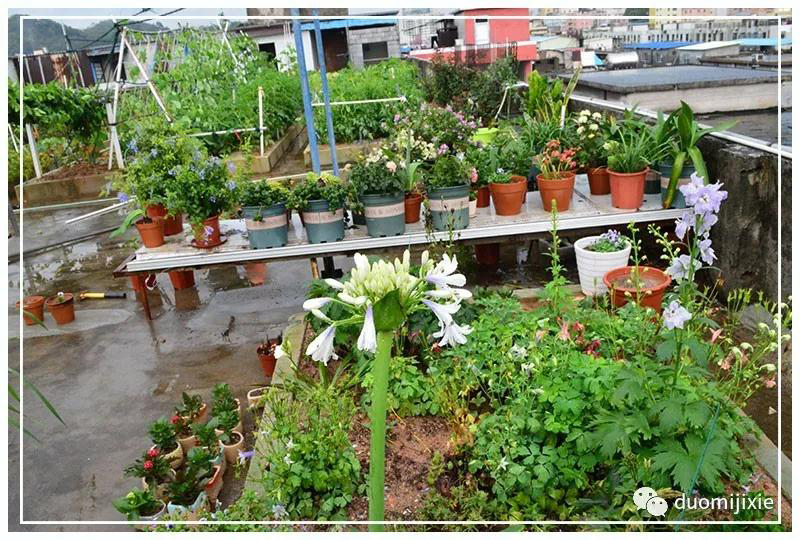 聽說了嗎，多米居然開始搞副業(yè)了？